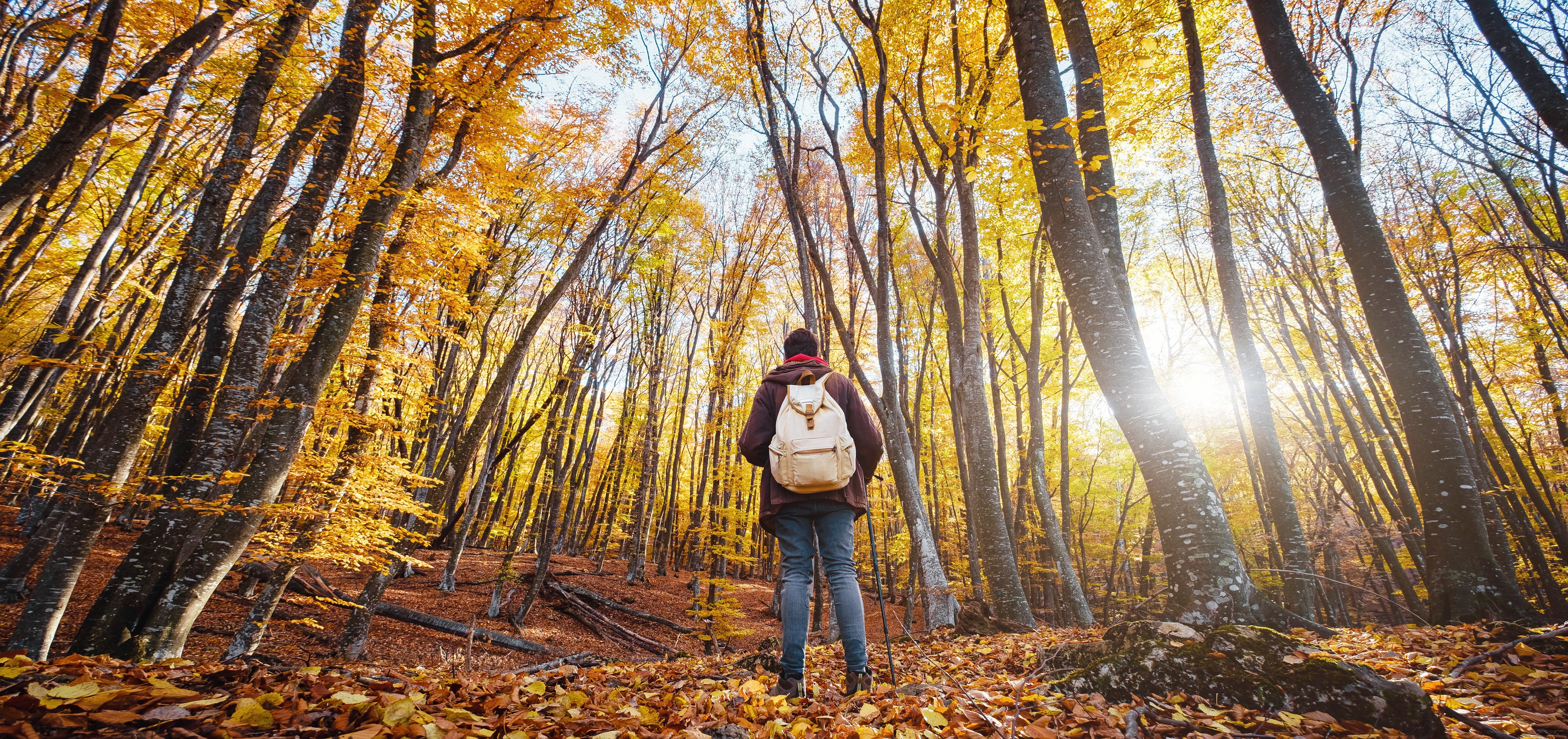 Person steht in einem herbstlichen Wald und schaut in den Himmel