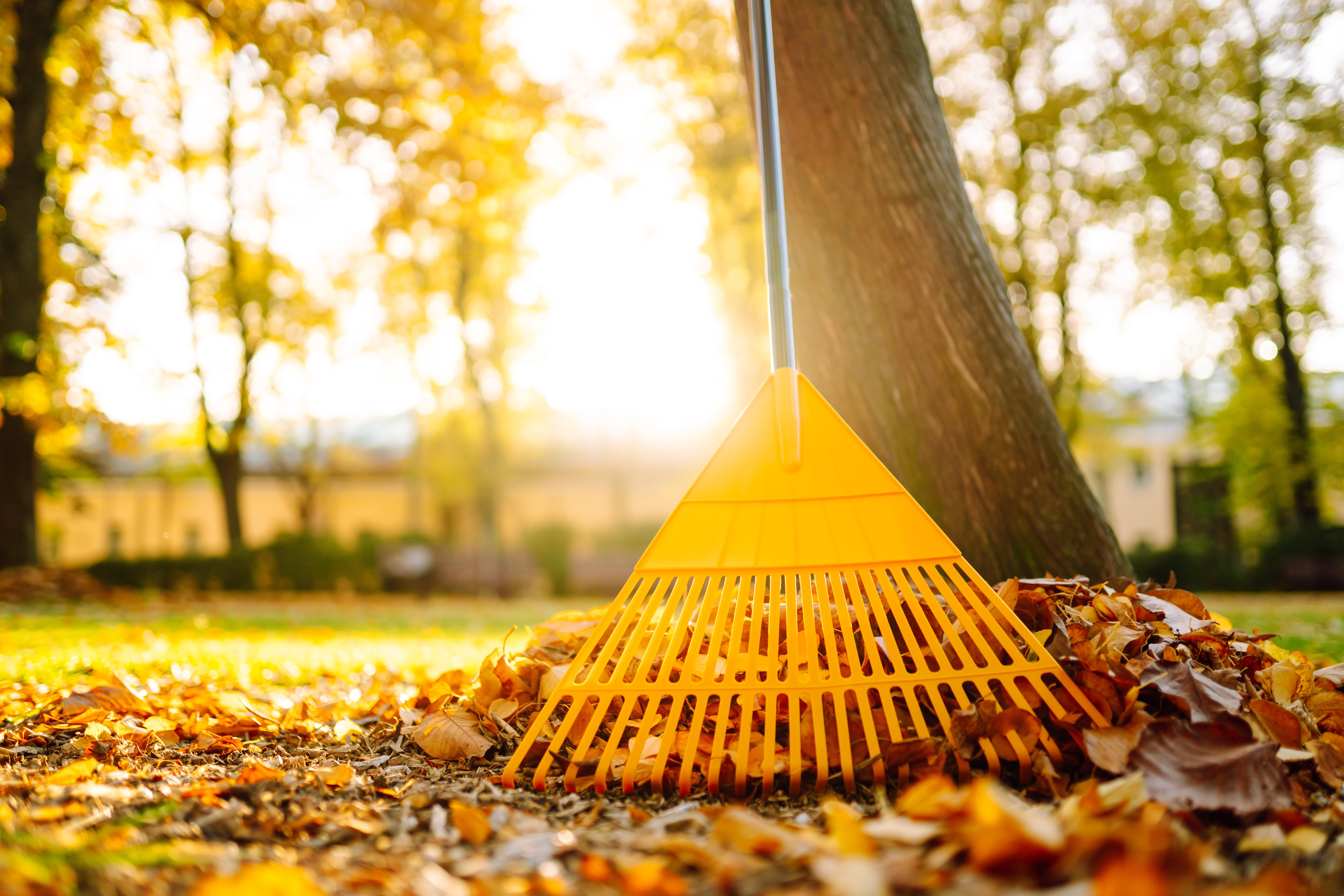 Herbstlicher Garten mit Blättern, einem gelben Laubrecher und Bäumen